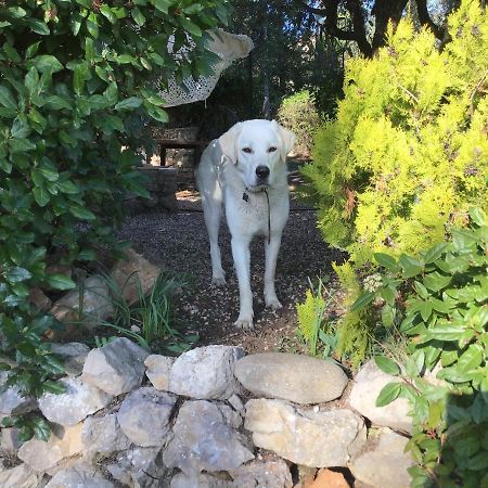 Crazy Foxy Retreats Bed & Breakfast Fox-Amphoux Dış mekan fotoğraf