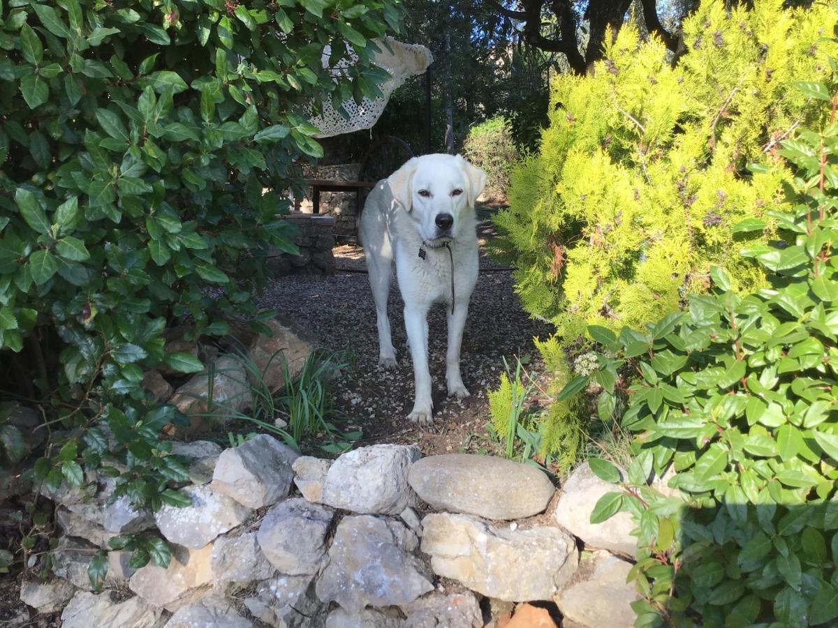 Crazy Foxy Retreats Bed & Breakfast Fox-Amphoux Dış mekan fotoğraf